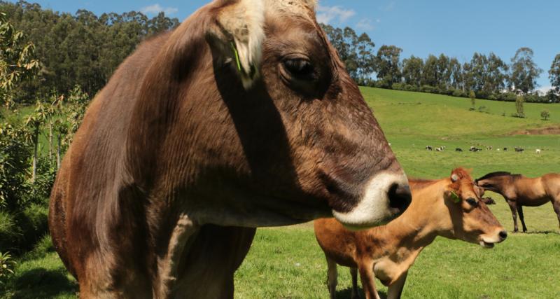 Solicitud de analisis de muestra de Brucelosis Bovina por ELISA Competitivo 