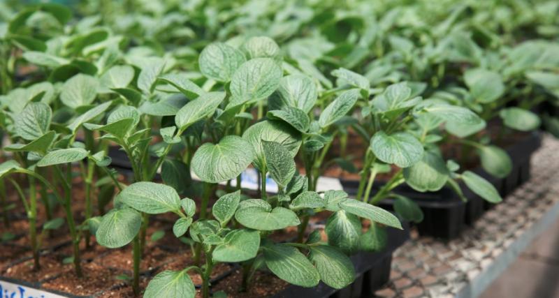 PRODUCCIÓN DE MATERIAL VEGETATIVO