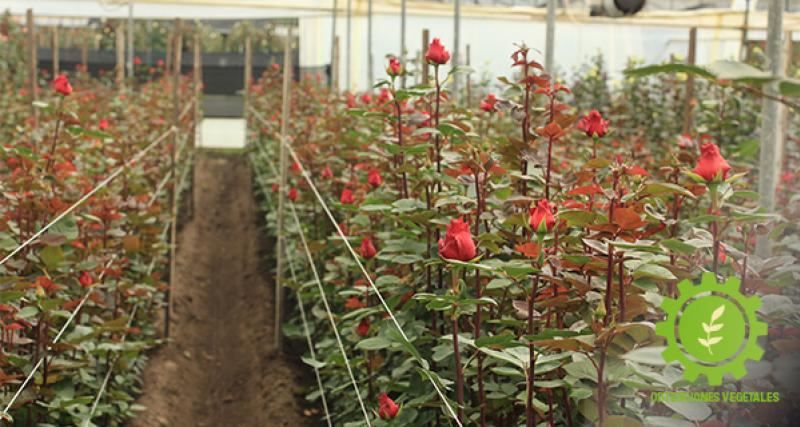 Registro de Obtención Vegetal única para personas naturales o jurídicas sean nacionales o extranjeras