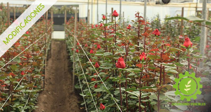 Actos modificatorios al registro de Obtenciones Vegetales