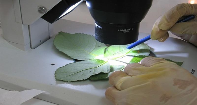 Análisis de muestra Entomológico de material vegetal