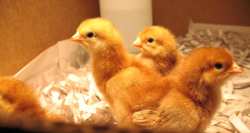 Pollos 