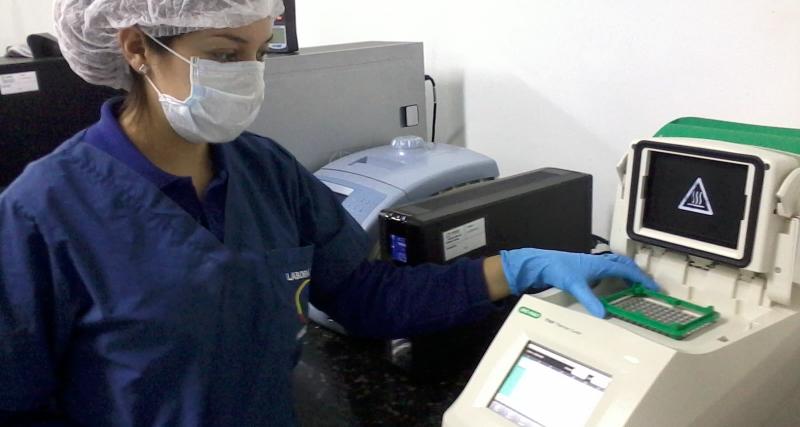 Diarrea epidémica porcina PCR convencional