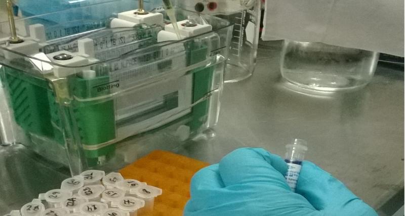 EEB WESTERN BLOT