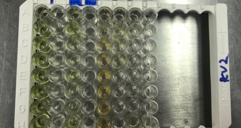 Síndrome Disgenésico y Respiratorio Porcino  PRRS ELISA