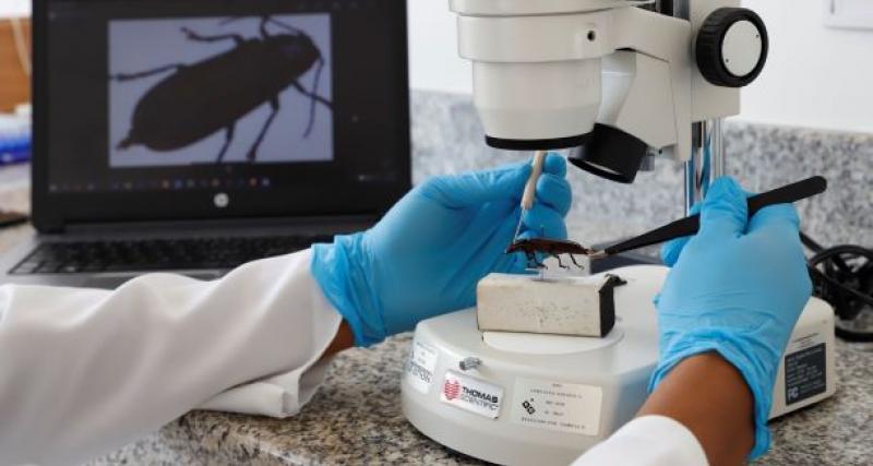 Análisis de laboratorio en identificación de plagas encontadas en zonas productivas