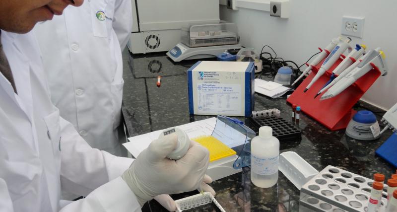Mycoplasma gallisepticum por ELISA indirecto 