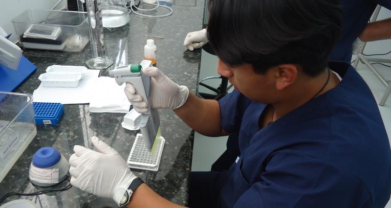 Solicitud de análisis de muestra Babesia caballi