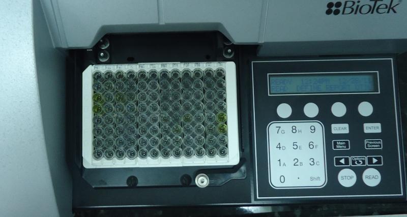 Prueba ELISA Indirecto para Laringotraqueítis Infecciosa Aviar