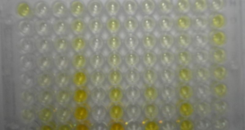 Prueba ELISA Indirecto para bronquitis Infecciosa Aviar