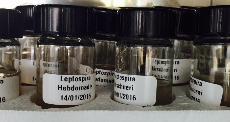 Leptospirosis Microaglutinación en tubo