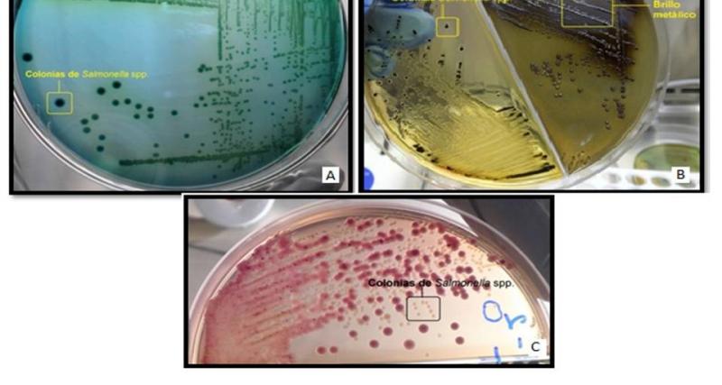 Salmonellosis  cultivo 