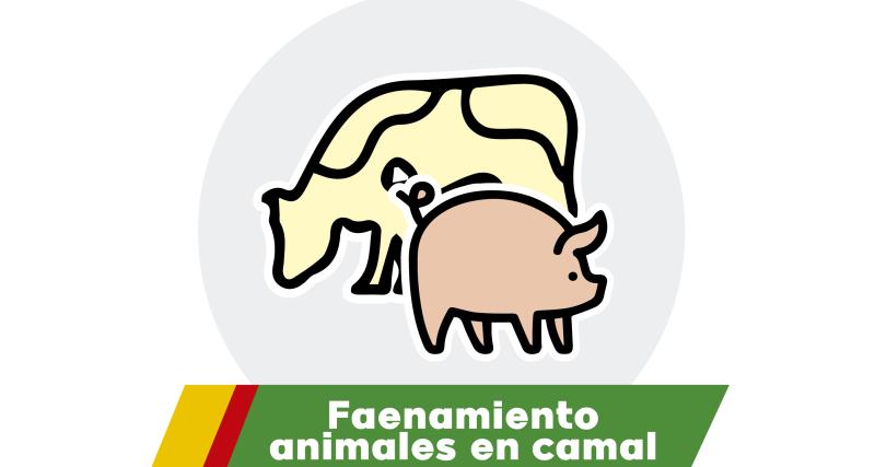 Faenamiento de animales en camal