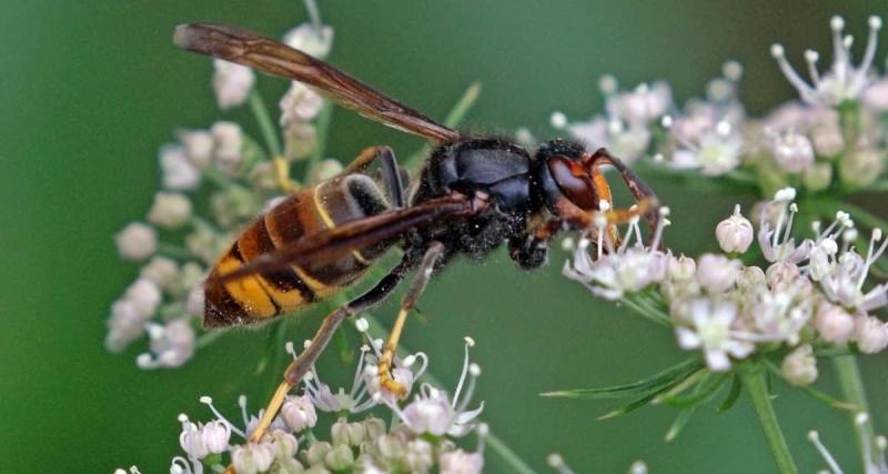 Especies exóticas