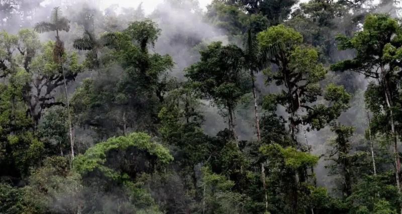 Programa de Corta Árboles Relictos