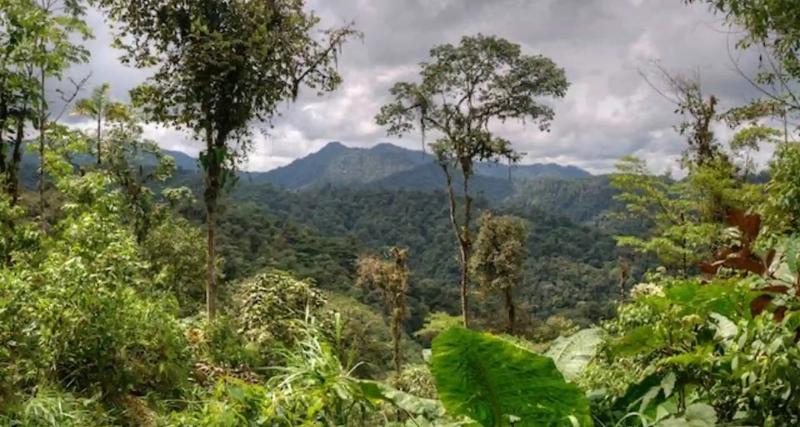 Programa de Corta Especies Pioneras