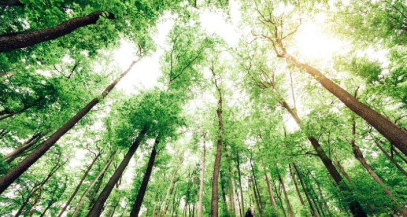 Programa de Corta Árboles Plantados