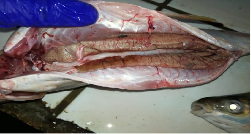 análisis taxonómico