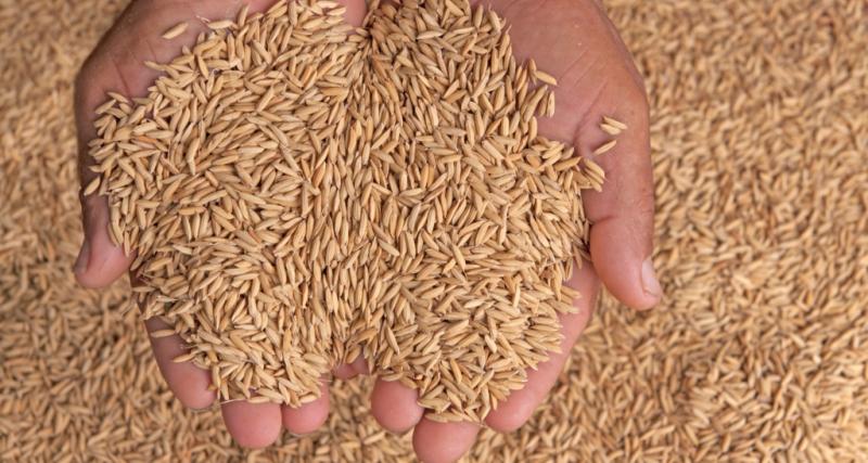 Semilla certificada de arroz y maiz