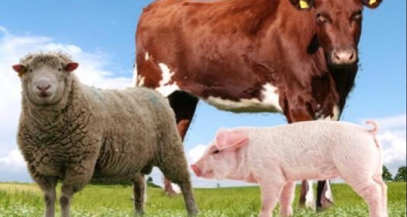 Programa desparasitacion y golpe vitaminico