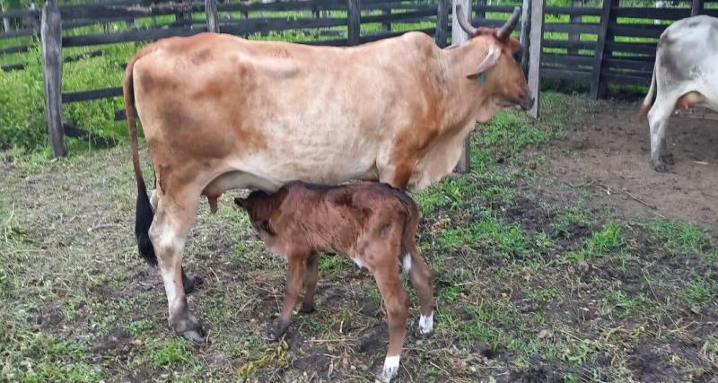 Ternera obtenida mediante programa de mejoramiento genético