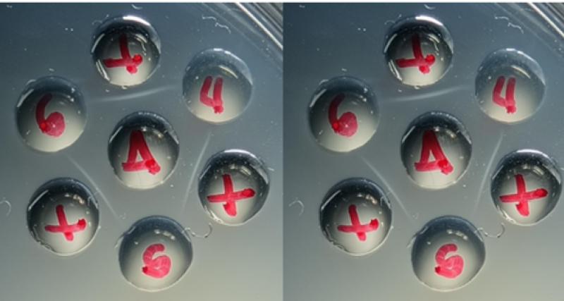 Solicitud de análisis de muestra de Anemia Infecciosa Equina AGID