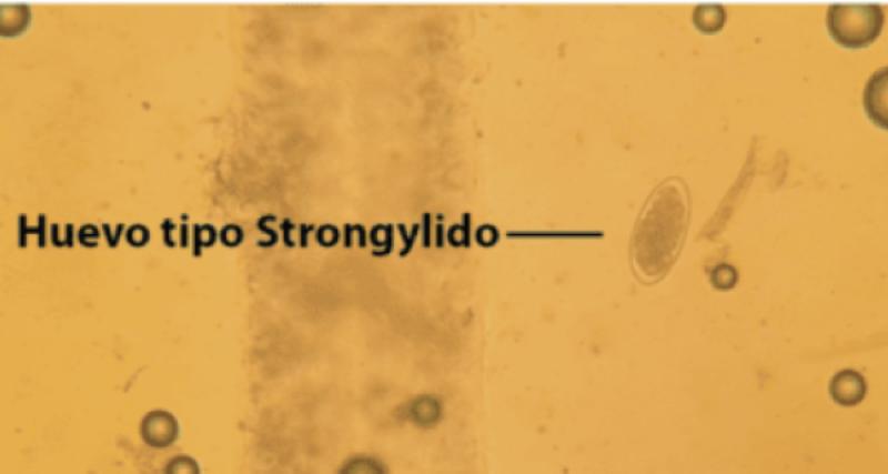 Recuento de huevos por gramo de heces Mc Master