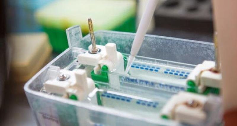EEB WESTERN BLOT