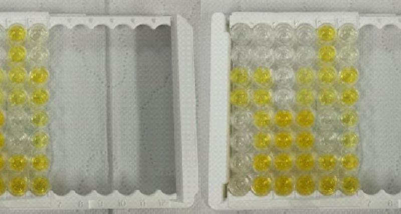 Mycoplasma synoviae por ELISA indirecto 