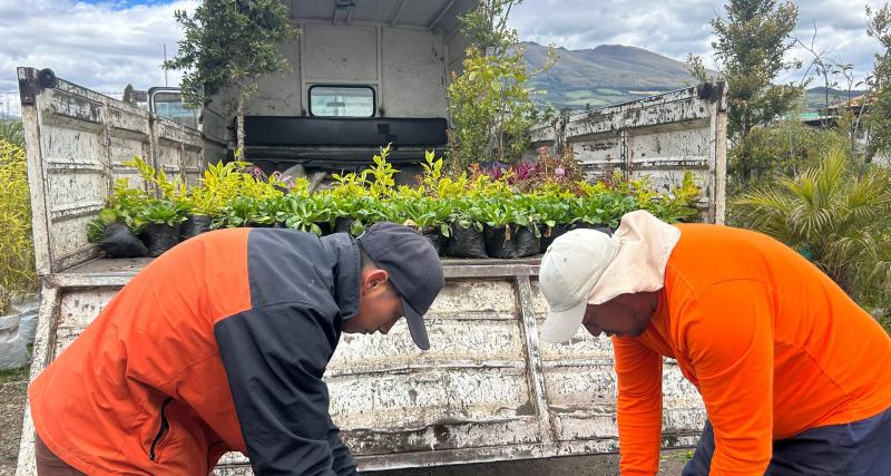 plantas ornamentales sembradas