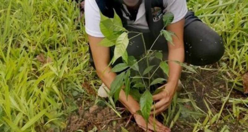 Donación de plantas