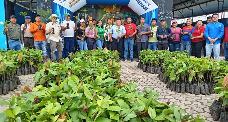 Entrega de plantas de Cacao (Theobroma cacao)