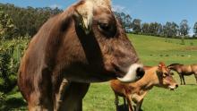 Solicitud de análisis de muestra de Paratuberculosis Bovina por ELISA indirecto