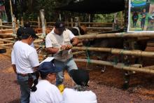 Certificación zoosanitaria de animales de granja previo su movilización