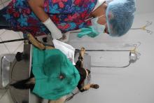 Procedimiento para esterilización de mascotas