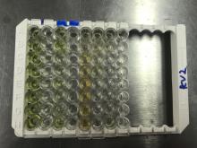 Síndrome Disgenésico y Respiratorio Porcino  PRRS ELISA