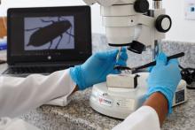 Análisis de laboratorio en identificación de plagas encontadas en zonas productivas