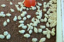 Ingreso de pollitos bebés