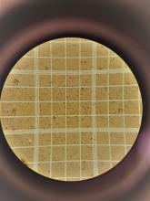 Conteo de esporos de nosema.