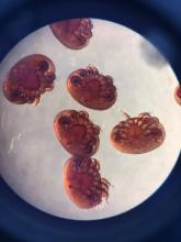 Porcentaje de varroa