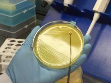 Microbiología cultivo