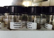 Leptospirosis Microaglutinación en tubo