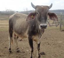 Tuberculosis bovina