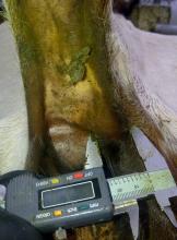 Prueba tuberculínica