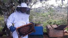  Certificado Zoosanitario de producción y movilidad - explotaciones apícolas