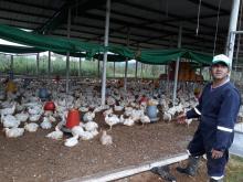 Certificado Zoosanitario de Producción y Movilidad - Granjas avícolas