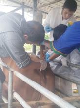 Realización de la tuberculinización en bovino