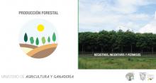 Forestal