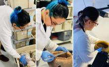 Registro de Profesionales Arqueólogos y Paleontólogos en el ámbito del Patrimonio Cultural