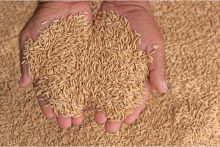 Semilla certificada de arroz y maiz